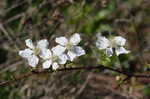 Southern dewberry